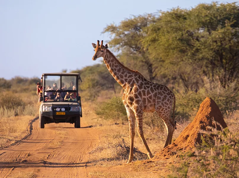 Planning a Trip to Kenya? Read This Travel Guide First kenya travel guide